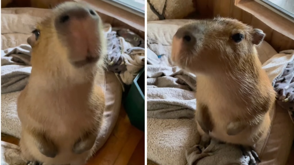 Capybara Tricks