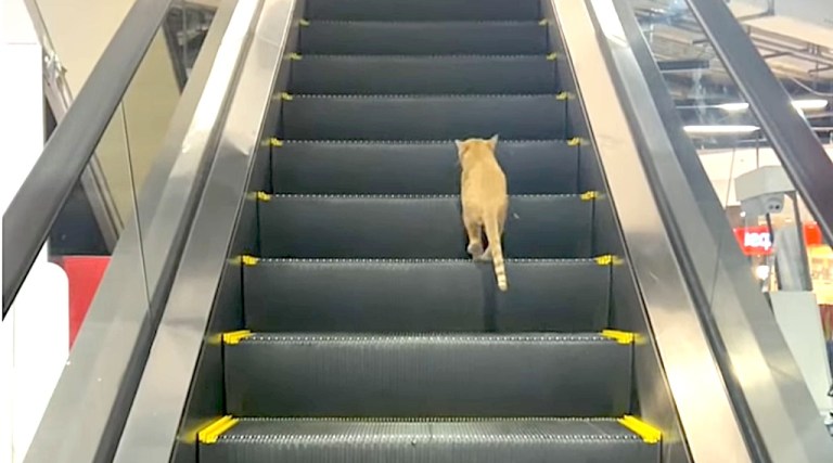 Cat Walks Up Down Escalator