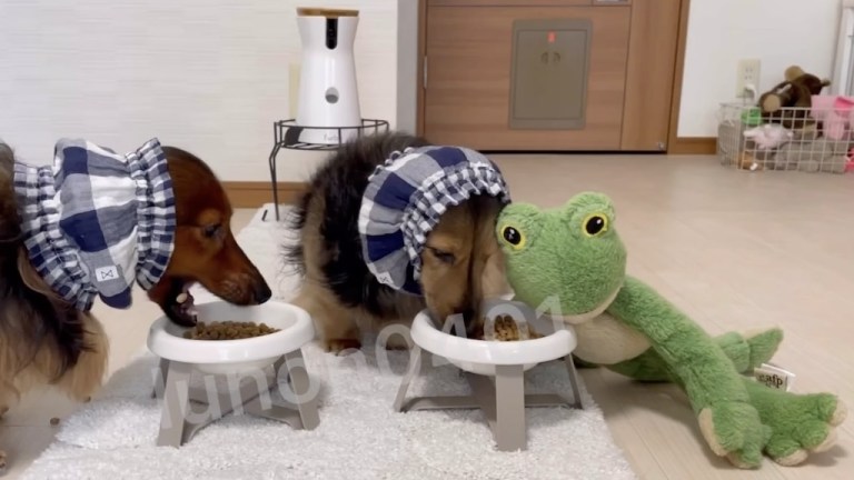 Dachshund Stuffed Animal Food Bowl