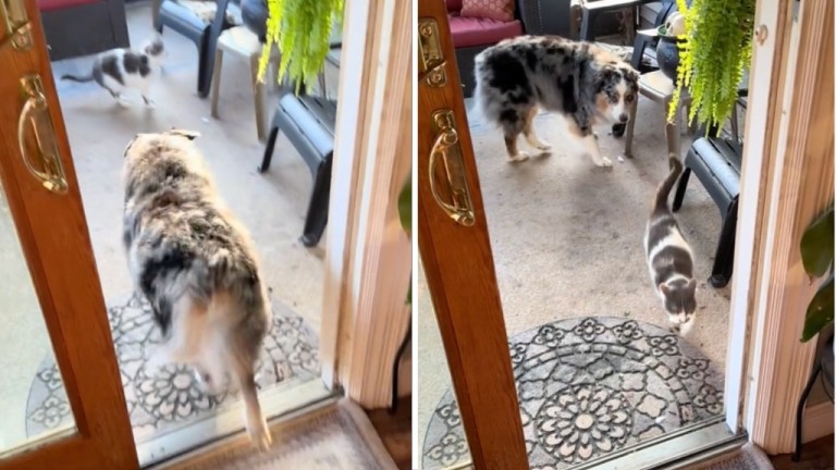 Dog Herds Cat Inside