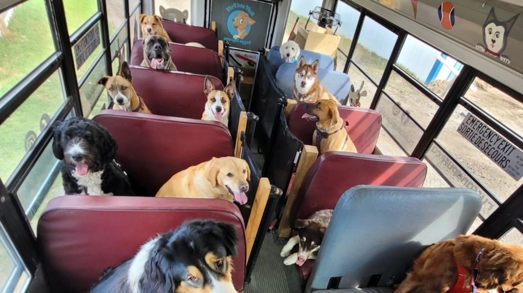 Doggie Schoolbus