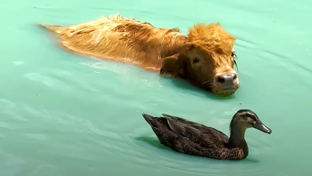 Duck Cow Swim Together