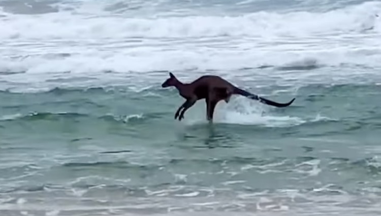 Kangaroo in Ocean
