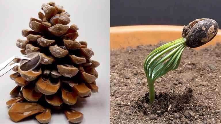 Pine Cone Seed Timelapse