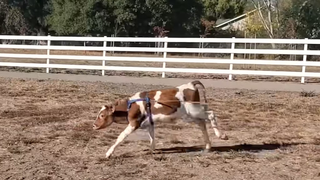 Rescued Calf First Steps