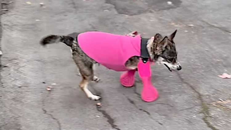 Rescued Dog Prosthetics