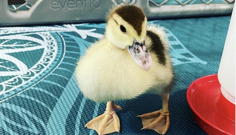 Teaching Baby Duck to Walk