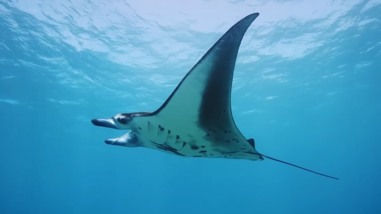 The Giant Manta Ray