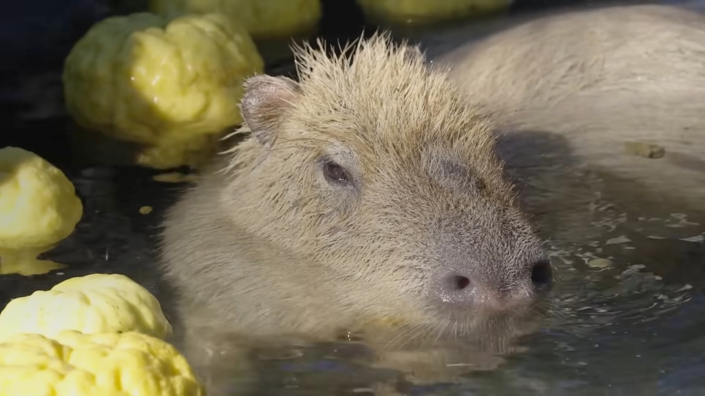Capybara Hot Baths