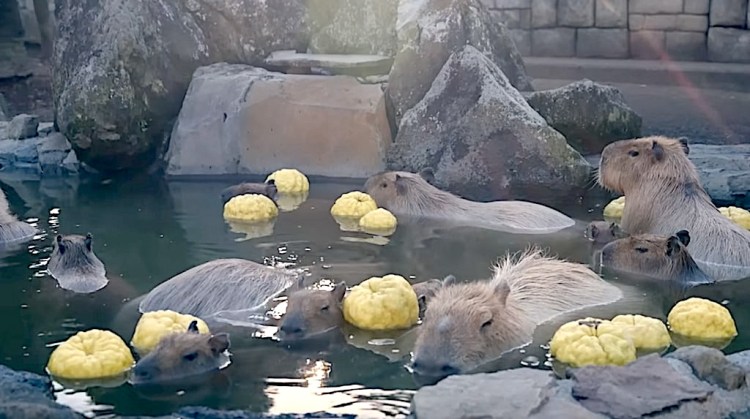 Capybara Open Air Bath