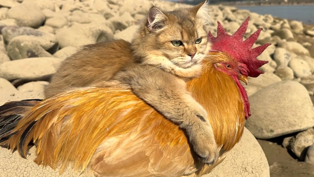 Cat Hugs Rooster