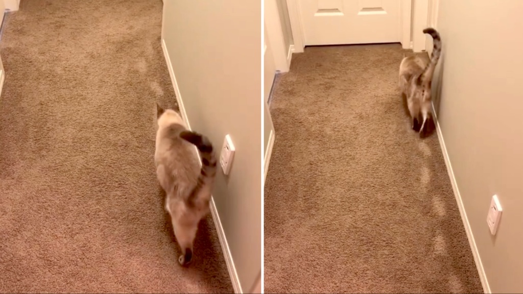 Cat Makes Carpet Path