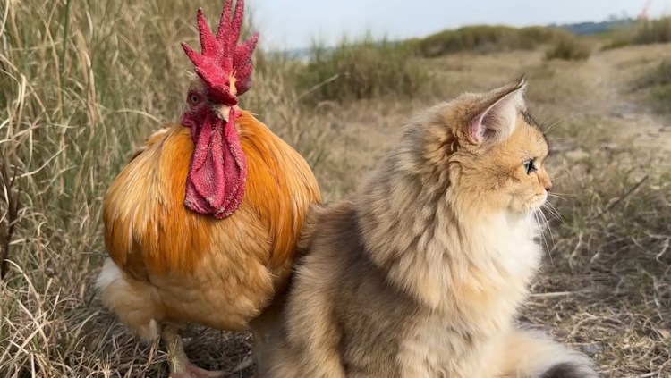 Cat and Rooster Walk Together