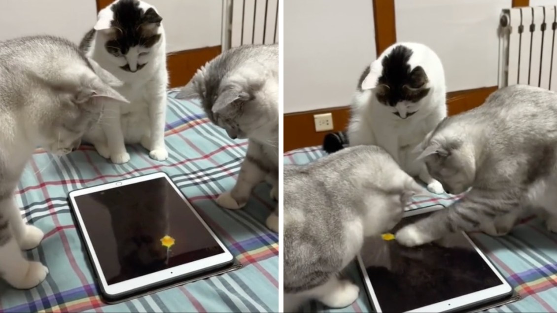 Cats iPad Game