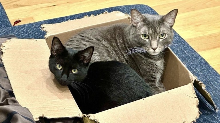 Cats in Cardboard Boxes