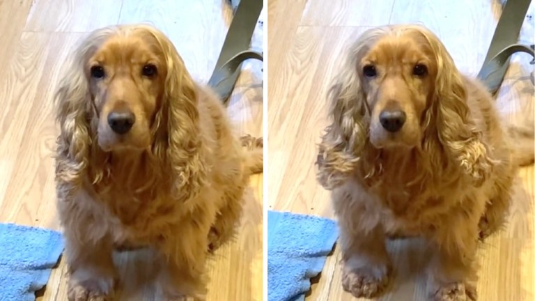 Cocker Spaniel Flips Up Ears