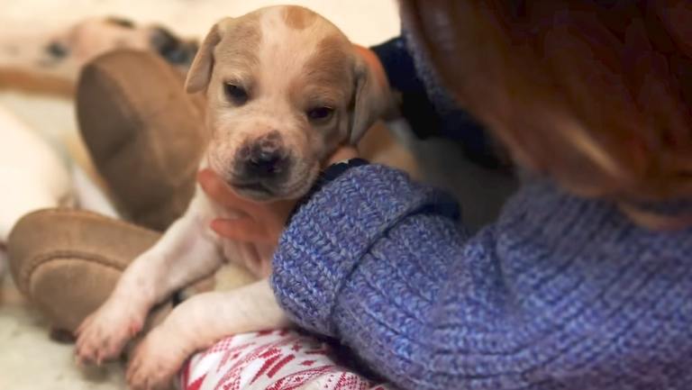 Cuddling Puppies