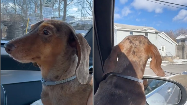 Dachshund Activates Grandmas House