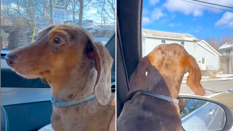Dachshund Activates Grandmas Radar