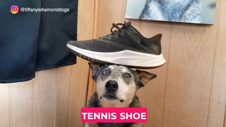 Dog Balances Tennis Shoe on Head