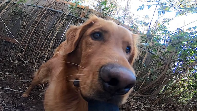 Dog GoPro Camera