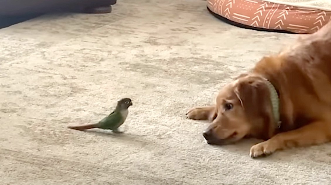 Dog and Parakeet