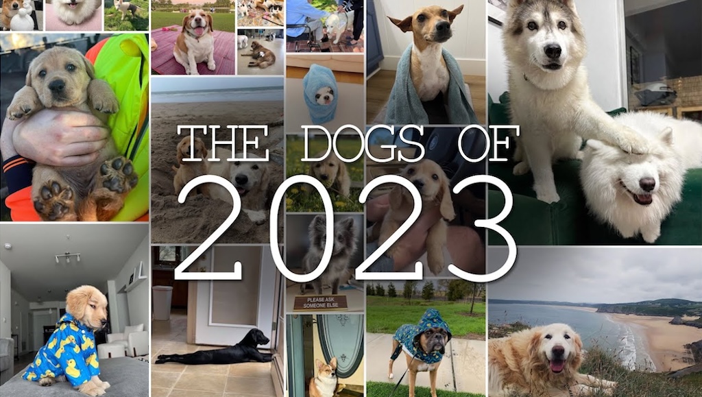 Dogs of 2023