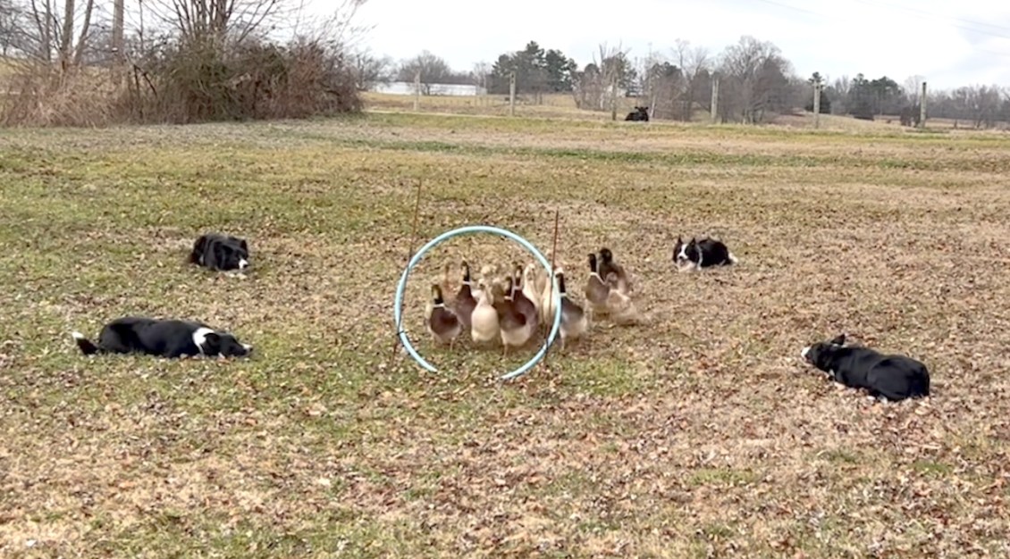 Ducks Herded Through Ring Border Collie
