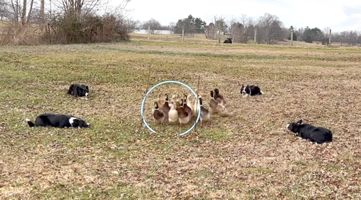 Ducks-Herded-Through-Ring-Border-Collie.