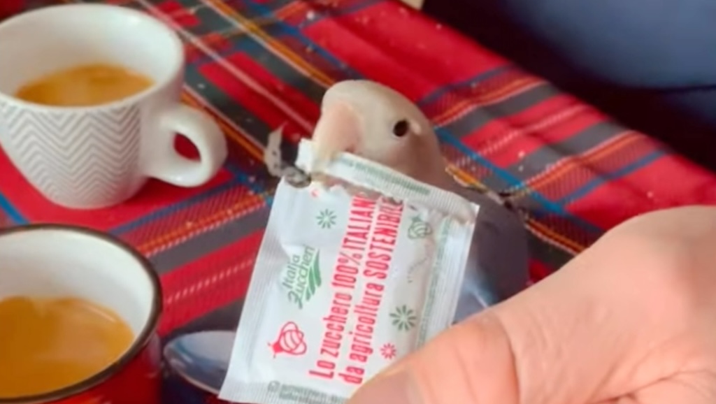 Lovebird Opens Sugar Packet