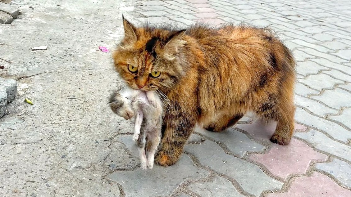 Mama Cat Dying Kitten