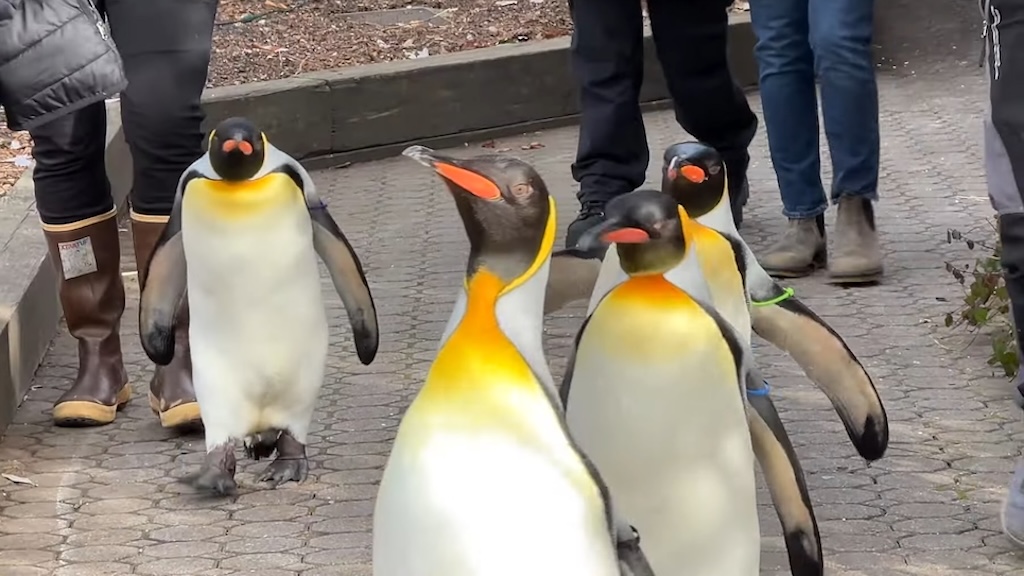 Penguin Parade 2024