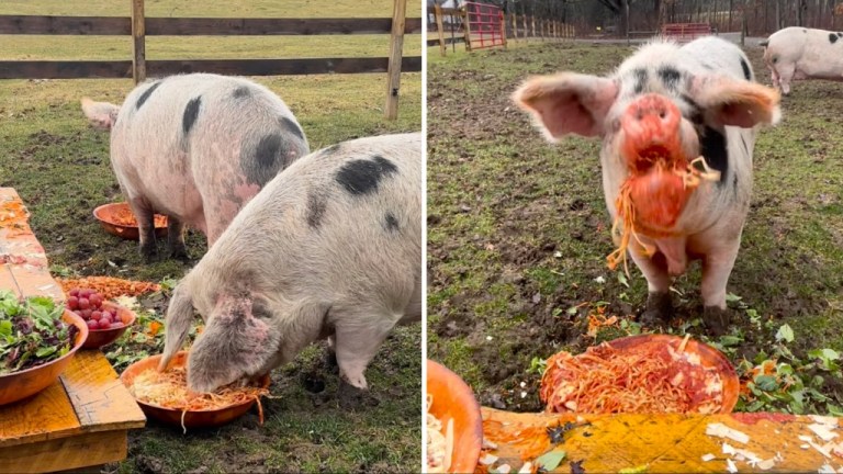 Pig Spaghetti Dinner