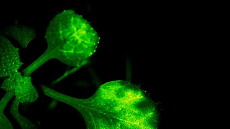 Plants Calcium Signaling