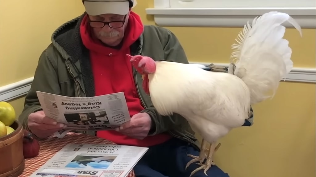 Rooster Reads Paper With Grandpa