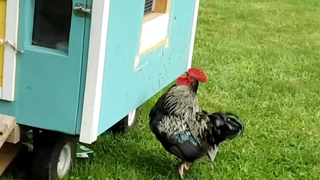 Persistent Rooster Excitedly Circles the Colorful Hen House Where