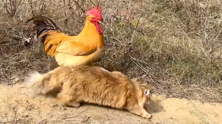Rooster and Cat Walk Together