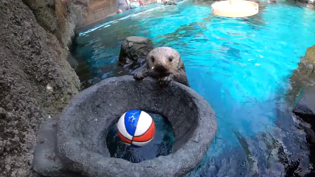 Sea Otters Play an Adorable Game of Water Basketball