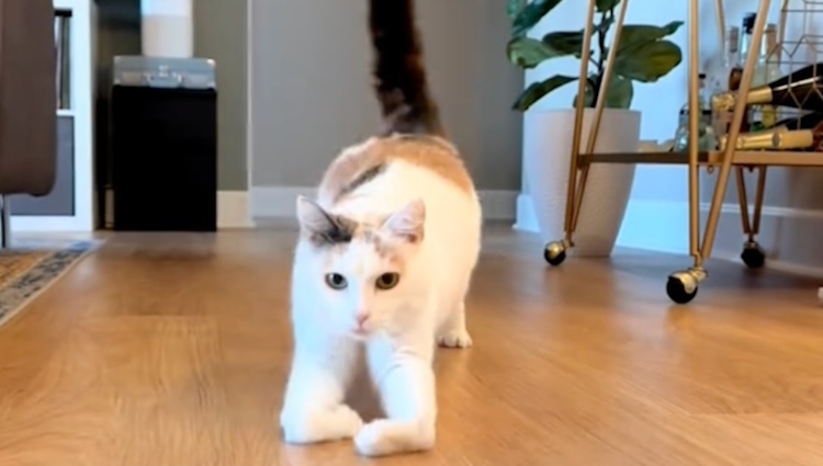 Skating Cat