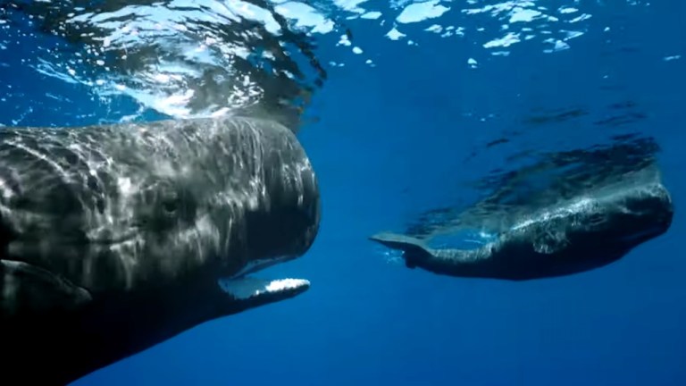 Sperm Whale Introduction