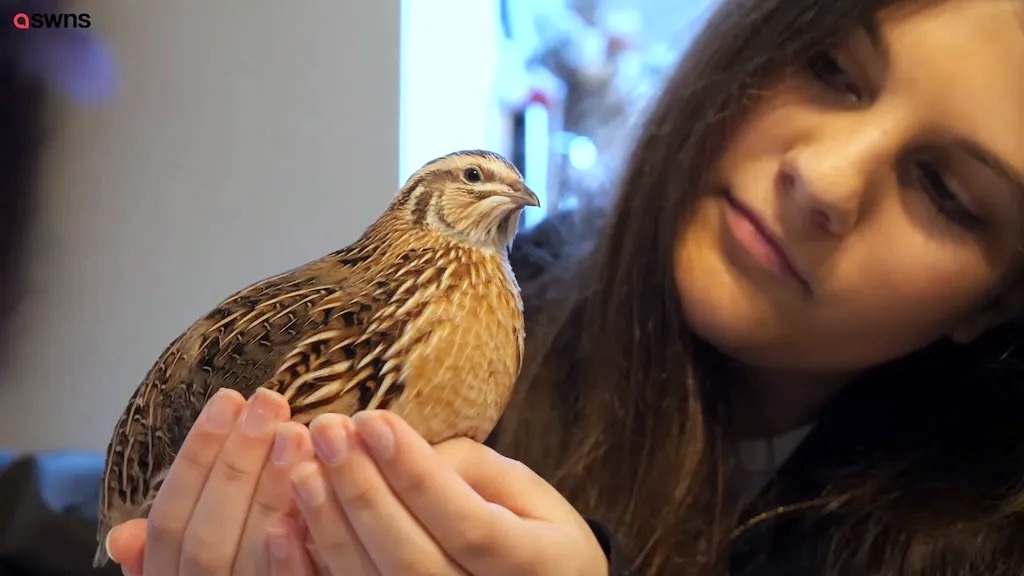 Teen Hatches Quail From Eggs Bought at Grocery Store