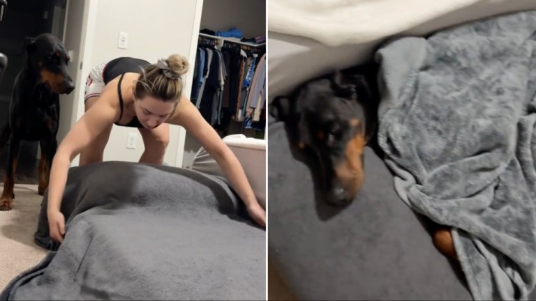 Tucking Doberman In