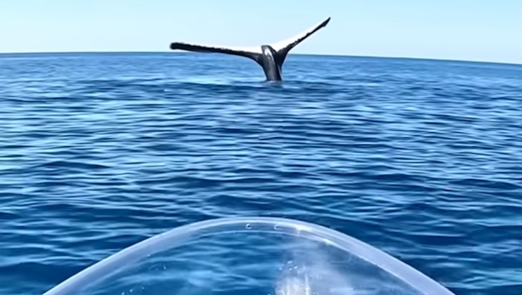 Whale Tail Sailing