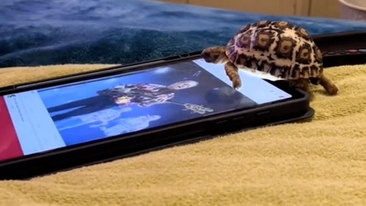 iPad Slide for Tortoise