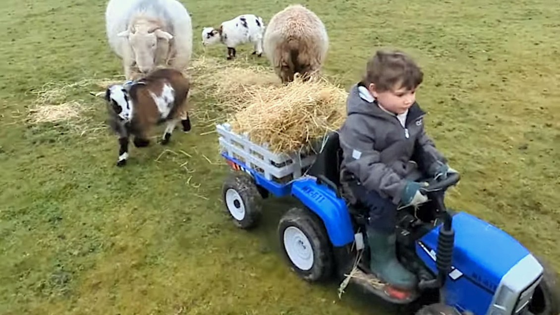A Little Farmer Herds Therapy Animals