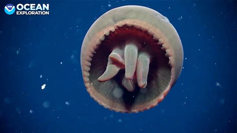 Big Red Jellyfish