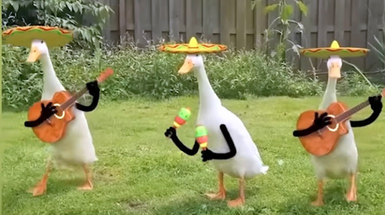 Birds With Arms Compilation