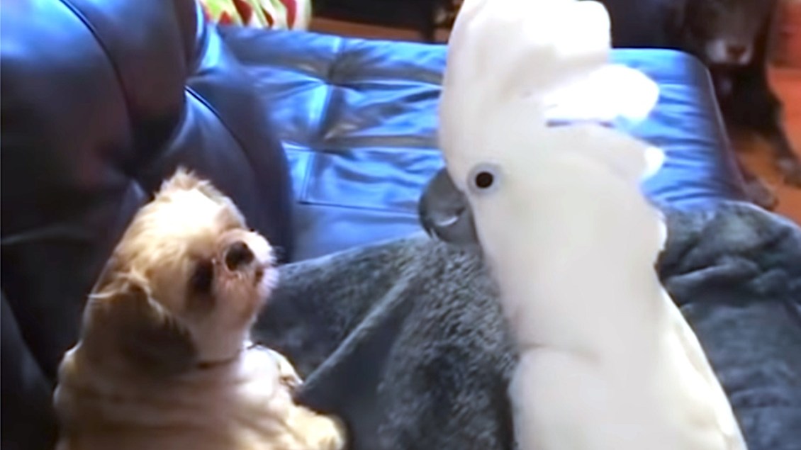 Cockatoo Talks to Dog
