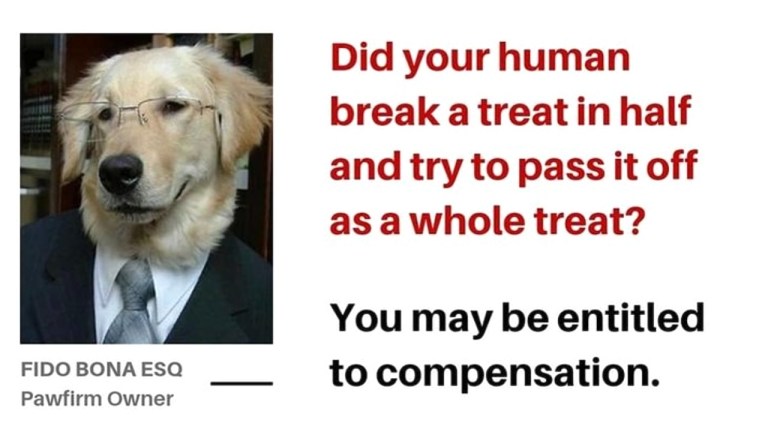 Dog Lawyer