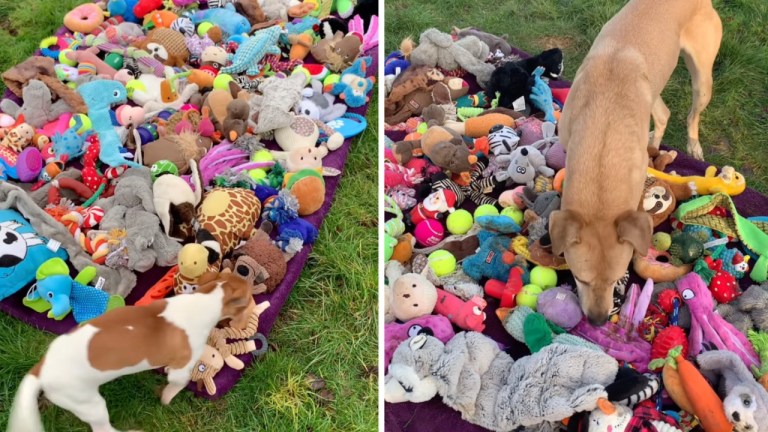 Dogs Pick Christmas Presents